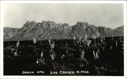 Organ Mountains Las Cruces, NM Postcard Postcard