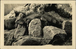 Guanas - Central America Postcard Postcard