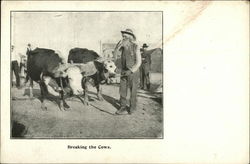 Breaking the Cows Postcard