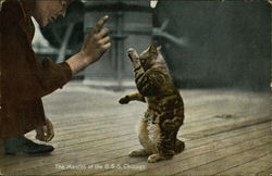 The Mascot of the USS Chicago Cats Postcard Postcard