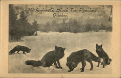 Black Fox Ranch Postcard