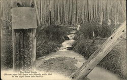 The Great Divide - Stream that feeds Atlantic & Pacific Canada Misc. Canada Postcard Postcard