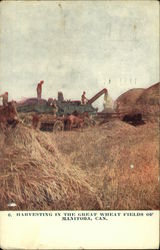 Harvesting in the Great Wheat Fields Of Manitoba Canada Postcard Postcard