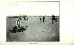 Steer Roping Postcard