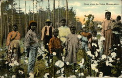 Down Where the Cotton Blossoms Grow Postcard