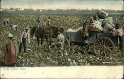 In the Cotton Field Postcard