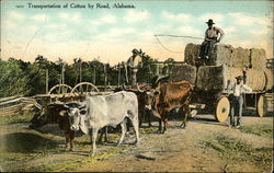 Transportation of Cotton by Road, Alabama Black Americana Postcard Postcard