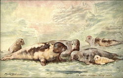 The Arctic Regions, Harp Seals basking on the ice Postcard Postcard