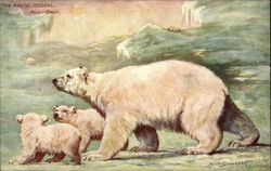 The Arctic Regions, three Polar Bears Postcard Postcard