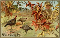 Thanksgiving Day with Wild Turkeys and Pumpkins Postcard Postcard