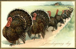 Thanksgiving Day Turkeys Postcard Postcard