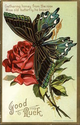 Gathering Honey from the Rose Wise Old Butterfly, he Knows! Good Luck Postcard