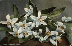 Orange Blossoms. Florida Postcard