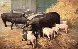 "The Simple Life" - Pigs & Piglets in the Barnyard Postcard Postcard