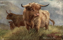 Highland cattle Postcard