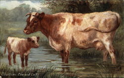 Shorthorn Cow and Calf standing in water Cows & Cattle Postcard Postcard