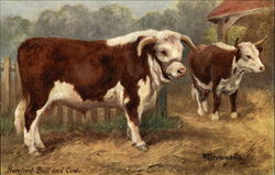 Hereford Bull and Cow, famous British Cattle standing in farm Cows & Cattle Postcard Postcard