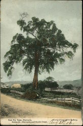 The Fig Tree Illawarra, Australia Postcard Postcard