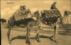 Chameaux Egypt Africa Postcard Postcard