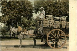 Donkey Cart With Bales of Tobacco Postcard Postcard