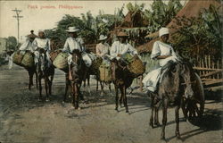 Pack Ponies Philippines Southeast Asia Postcard Postcard