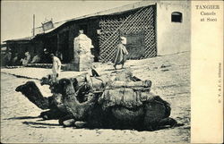 Camels at Soco Tangiers, Morocco Africa Postcard Postcard