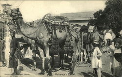 Maharaja's Camel. Jaipur Postcard