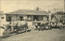 Tobaco brought to the Barn Havana, Cuba Postcard Postcard