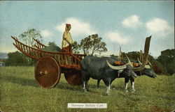 Burmese Buffalo Cart Postcard