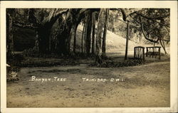 Banyan Tree Trinidad Caribbean Islands Postcard Postcard