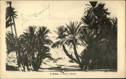 Oasis d'Elala Gafsa, Tunisia Africa Postcard Postcard