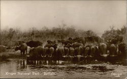 Kruger National Park - Buffalo South Africa Postcard Postcard