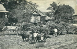 Sugar Cane Awaiting Transport to Factory Caroni, Trinidad Caribbean Islands Postcard Postcard