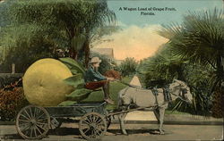 A Wagon Load of Grape Fruit, Florida Postcard