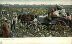 In the Cotton Field Black Americana Postcard Postcard