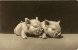 Black & White Photograph of Two Sleeping Piglets Pigs Postcard Postcard