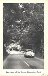 Redwoods of the Scenic Mendocino Coast Postcard