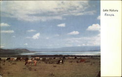 Lake Nakuru Kenya Africa Postcard Postcard