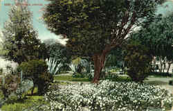 City Park Postcard