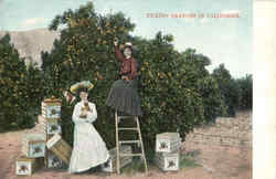 Picking Oranges In California Scenic, CA Postcard Postcard