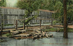 Scene In Alligator Farm Postcard