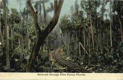 Railroad Through Palm Forest Postcard