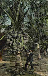 Coconut Palm And Fruit Postcard