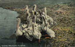 Young Pelicans in Florida Postcard