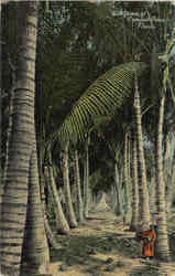 An Grove Of Coconut Palms Cactus & Desert Plants Postcard Postcard