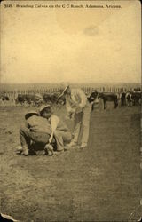 Branding Calves on the C C Ranch Postcard