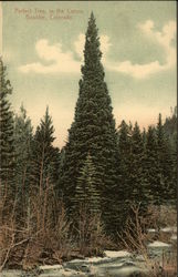 Perfect Tree in the Canyon Boulder, CO Postcard Postcard