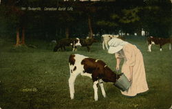 Her Favorite, Canadian Rural Life Cows & Cattle Postcard Postcard