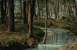 Nature Study (Trees and Brook), High Park Postcard