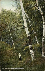 The Birches in High Park Postcard